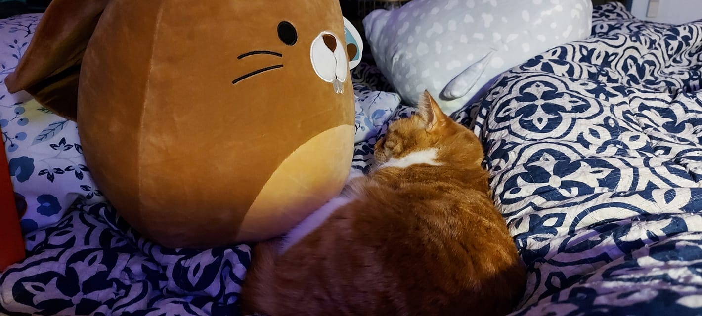 An orange cat sleeps on a bed with a beaver Squishmallow